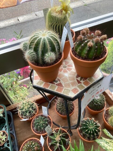 初夏のサボテン 観葉植物 多肉植物 苔玉 お知らせ 花束やアレンジメントなら新潟市江南区の花屋 木村生花店